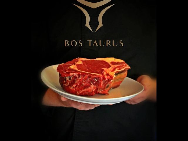 Bos Taurus 